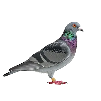 Racing Homer Pigeon Species Guide - Furry Critter Network