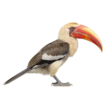 Red-Billed Hornbill Species Guide - Furry Critter Network
