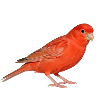 Red Factor Canary Species Guide - Furry Critter Network