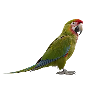 Red-Fronted Macaw Species Guide - Furry Critter Network