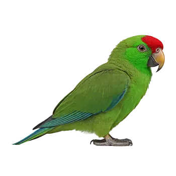 Red-Lored Amazon Species Guide - Furry Critter Network