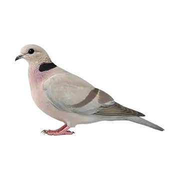 Ring-Necked Dove Species Guide - Furry Critter Network