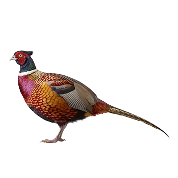 Ring-necked Pheasant Species Guide - Furry Critter Network