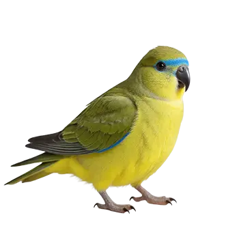 Rock Parrot Species Guide - Furry Critter Network