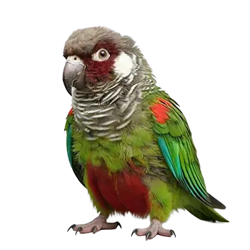 Scaly Breasted Parakeet Species Guide - Furry Critter Network