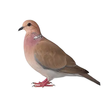 Senegal Dove Species Guide - Furry Critter Network
