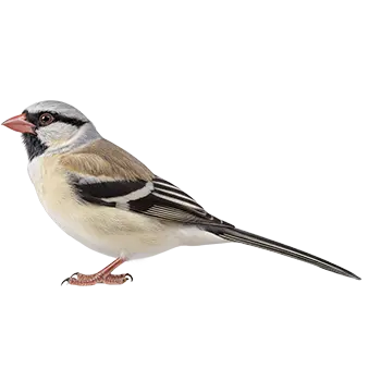 Shaft-tail Finch Species Guide - Furry Critter Network
