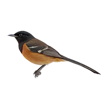 Shama Thrush Species Guide - Furry Critter Network