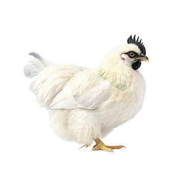 Silkie Chicken Species Guide - Furry Critter Network