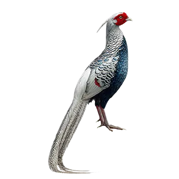 Silver Pheasant Species Guide - Furry Critter Network