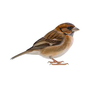 Society Finch Species Guide - Furry Critter Network