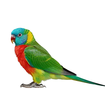 Splendid Parakeet Species Guide - Furry Critter Network