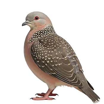 Spotted Dove Species Guide - Furry Critter Network