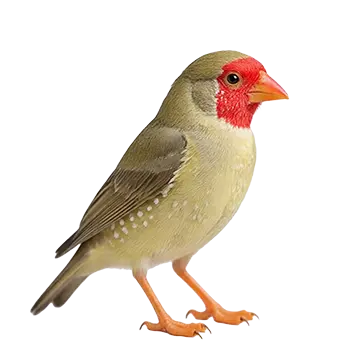 Star Finch Species Guide - Furry Critter Network