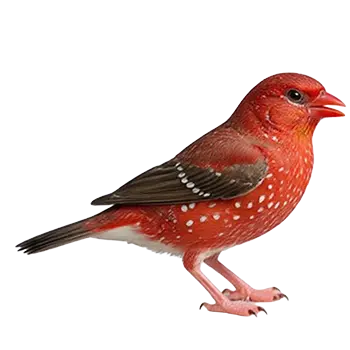 Strawberry Finch Species Guide - Furry Critter Network