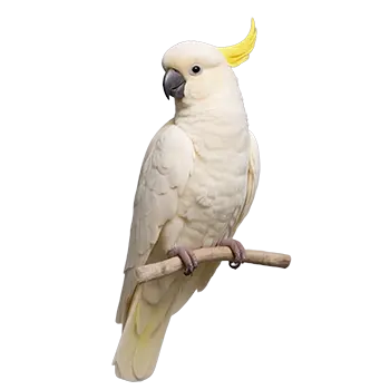 Sulphur-Crested Cockatoo Species Guide - Furry Critter Network