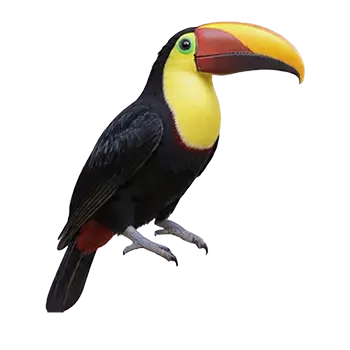 Swainson's Toucan