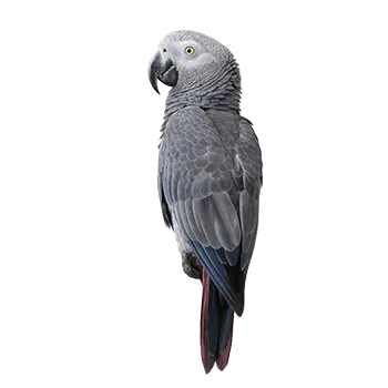 Timneh African Grey Species Guide - Furry Critter Network