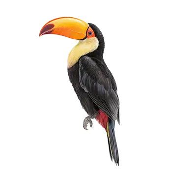 Toucan Species Guide - Furry Critter Network
