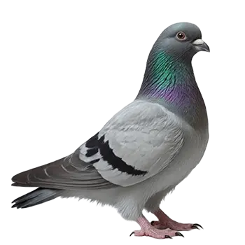 Tumbler Pigeon Species Guide - Furry Critter Network