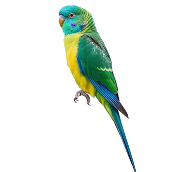 Turquoisine Parakeet Species Guide - Furry Critter Network