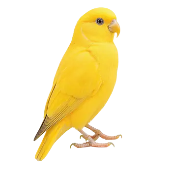 Waterslager Canary Species Guide - Furry Critter Network