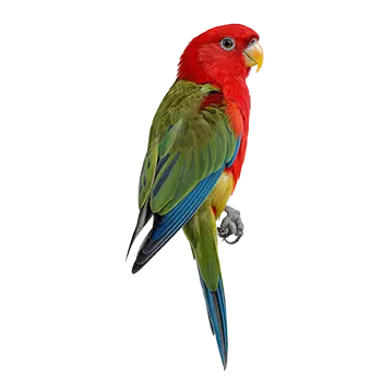 Western Rosella Species Guide - Furry Critter Network