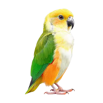 White-Bellied Caique Species Guide - Furry Critter Network