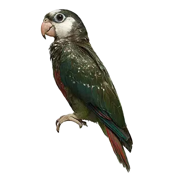 White-Capped Pionus Species Guide - Furry Critter Network