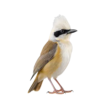 White-crested Laughingthrush Species Guide - Furry Critter Network