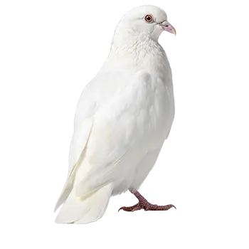 White Dove Species Guide - Furry Critter Network