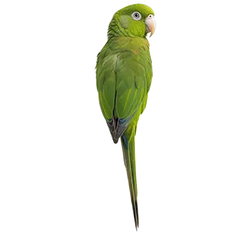 White-Eyed Conure Species Guide - Furry Critter Network