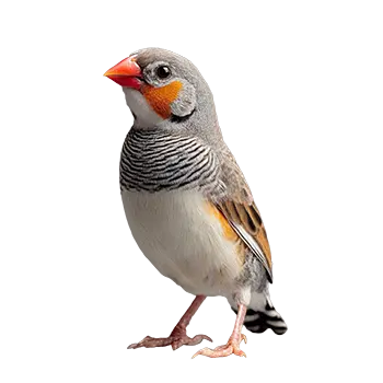 Zebra Finch Species Guide - Furry Critter Network