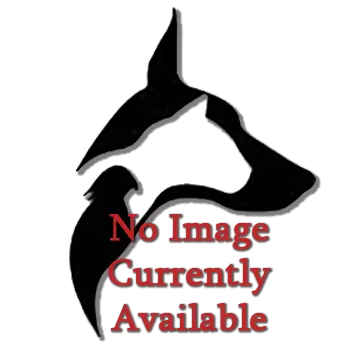 Alaskan Klee Kai