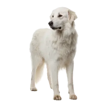 Akbash Dog Breed Guide - Furry Critter Network
