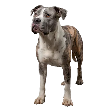Otto