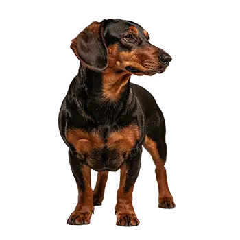 Alpenlandische Dachsbracke Breed Guide - Furry Critter Network