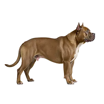 American Bully