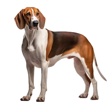 American Foxhound