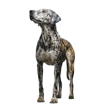 Leopard Cur