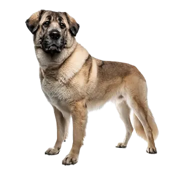 Anatolian Mastiff