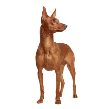 Austrian Pinscher