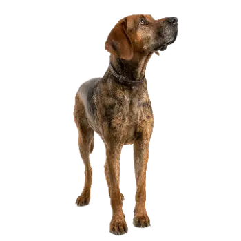 Chien De Rouge De Baviere