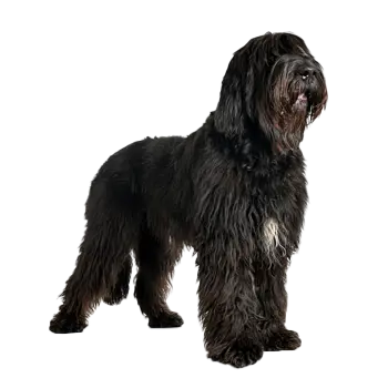 Bergamasco
