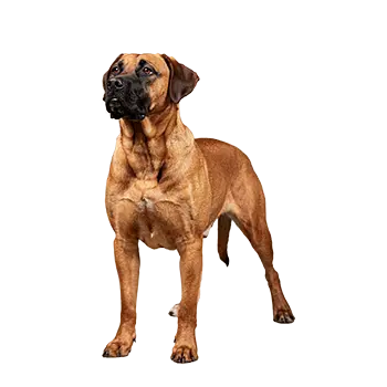 Blackmouth Cur