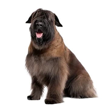 Bouvier