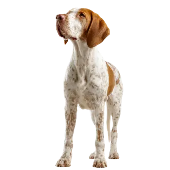 Bracco Italian Pointer
