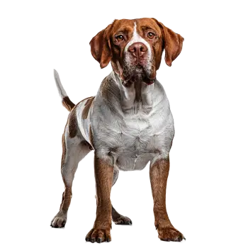 Bourbonnais Pointer