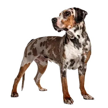Louisiana Catahoula Leopard Dog