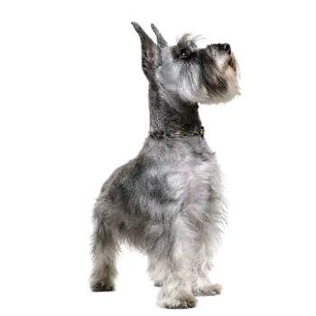 Czech Terrier
